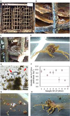 Predation of Juvenile Japanese Sea Cucumber Apostichopus japonicus by Kelp Crab Pugettia ferox